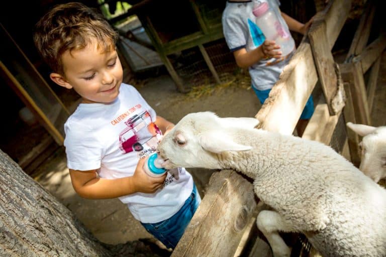 Camping Mer Sable Soleil : Ferme Pedagogique Saint Andre Saint Andre