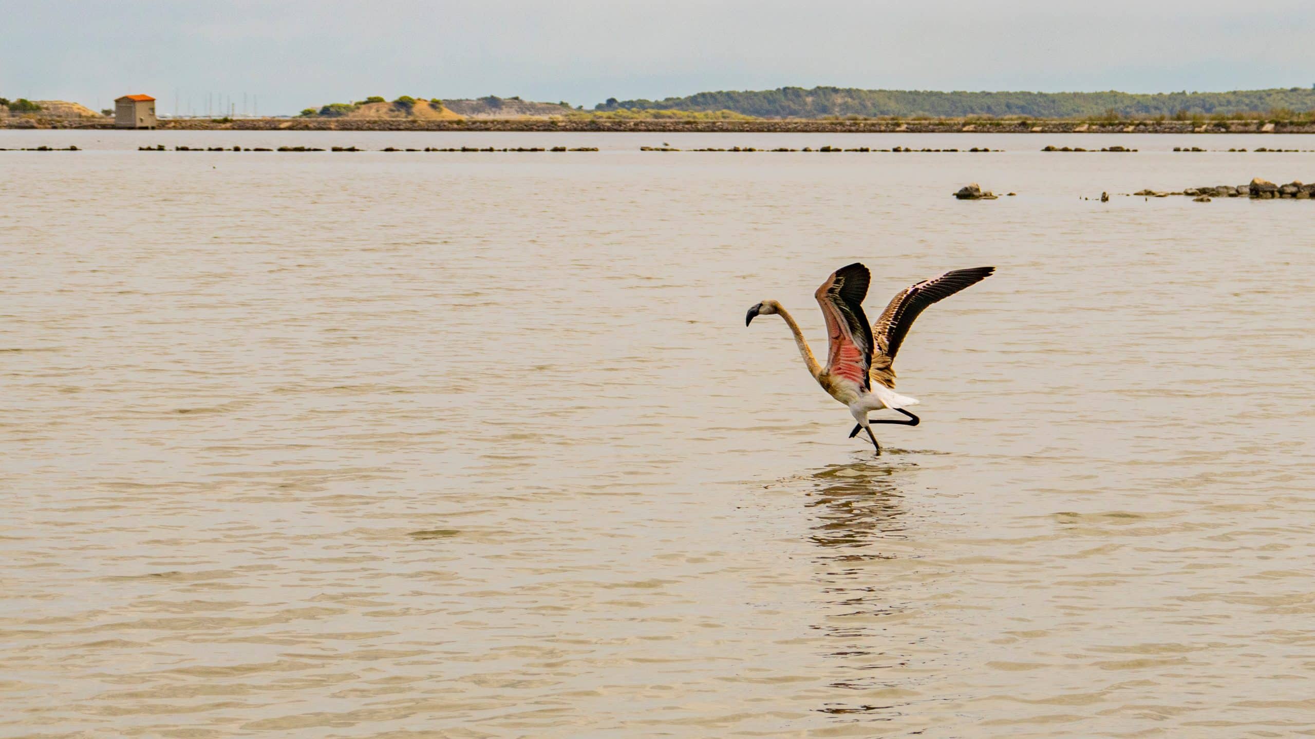 Oiseau dans la baie de Peyriac-de-Mer