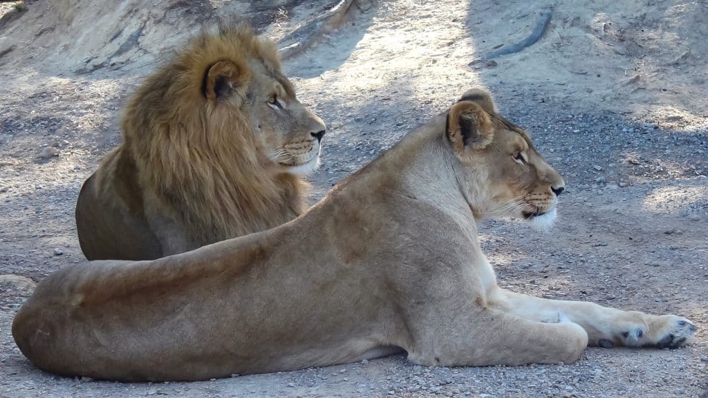 lions réserve de sigean