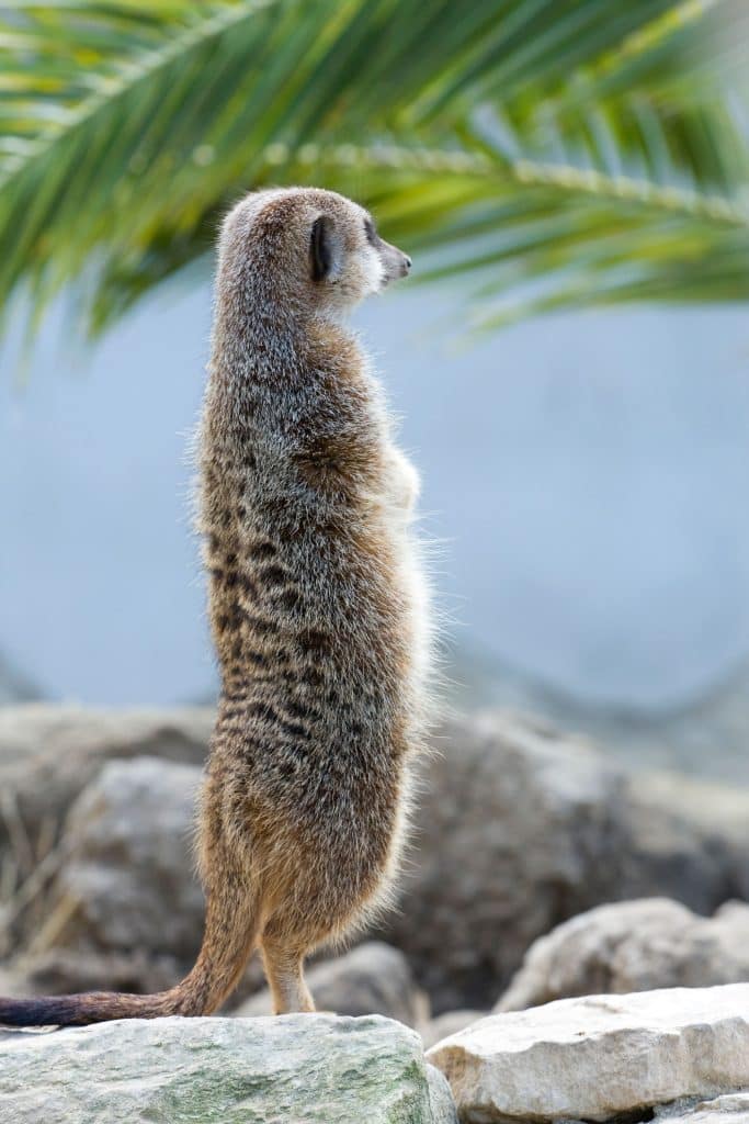 suricate réserve de sigean près du camping